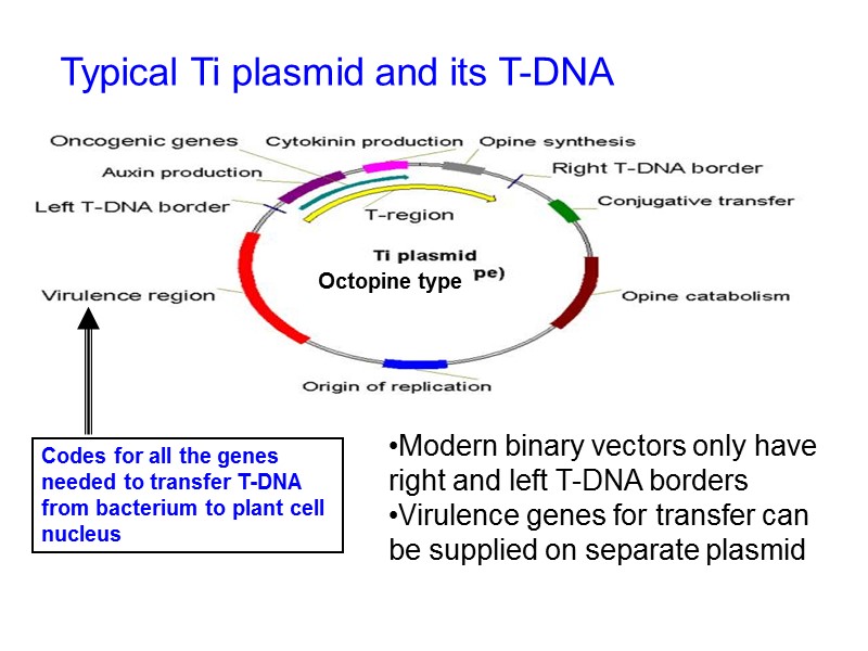 Codes for all the genes needed to transfer T-DNA from bacterium to plant cell